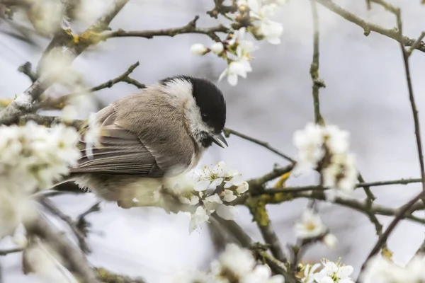 Marsh Tit Procurando Comida — Fotografia de Stock