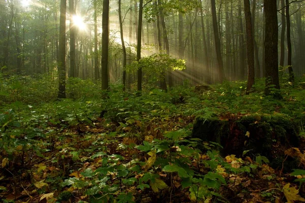 Bella Vista Della Scena Della Natura — Foto Stock