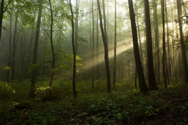 Luce Del Sole Del Mattino Albero — Foto Stock