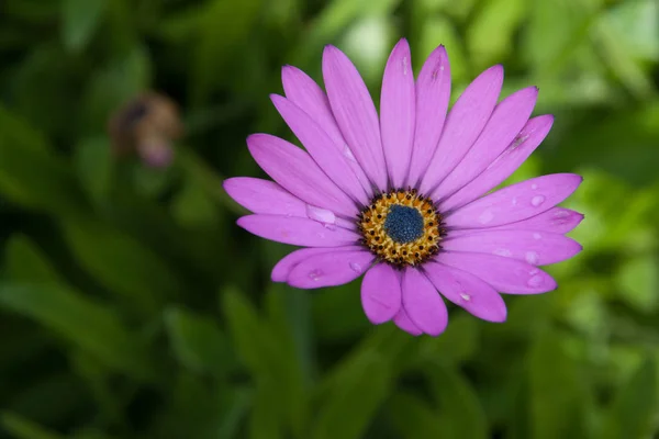 Littel Bloemhoff Belle Flower Violet Color — Stock Photo, Image