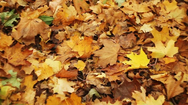 Őszi Levelek Lombozat Növény Őszi Szezonban — Stock Fotó