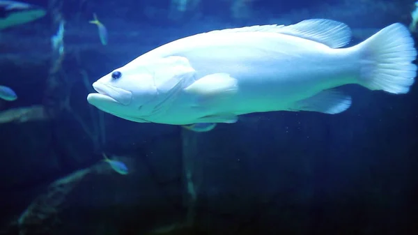 Велика Риба Плаває Великому Акваріумі — стокове фото