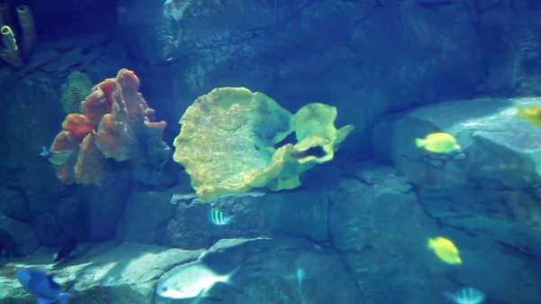 Aquarium Mit Einer Großen Anzahl Großen Und Kleinen Tropischen Fischen — Stockfoto