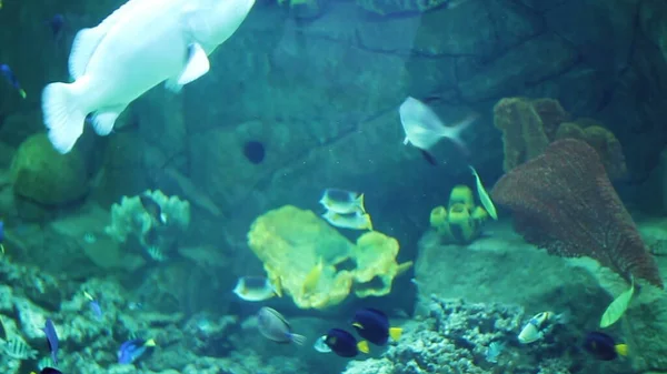 Acuario Con Una Gran Cantidad Peces Tropicales Grandes Pequeños Pez — Foto de Stock