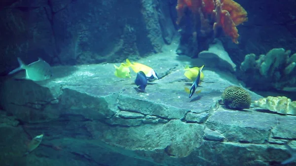 Aquarium Large Amount Tropical Fish Large Small Puffer Fish — Stock Photo, Image