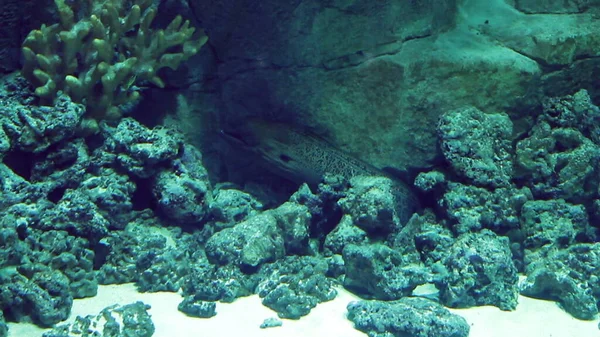 Аквариум Большим Количеством Тропических Рыб Больших Малых Рыба Фугу — стоковое фото