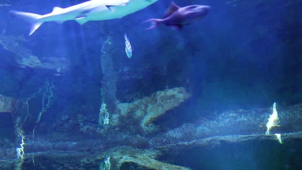 Rayons Lumineux Sous Marins Dans Aquarium Avec Des Poissons — Photo