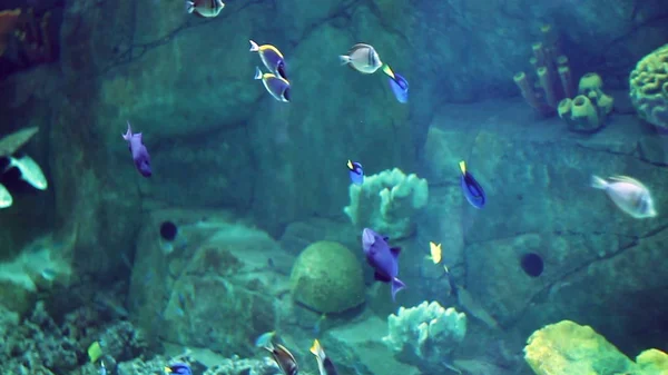 Aquarium Avec Une Grande Quantité Poissons Tropicaux Grands Petits Poisson — Photo