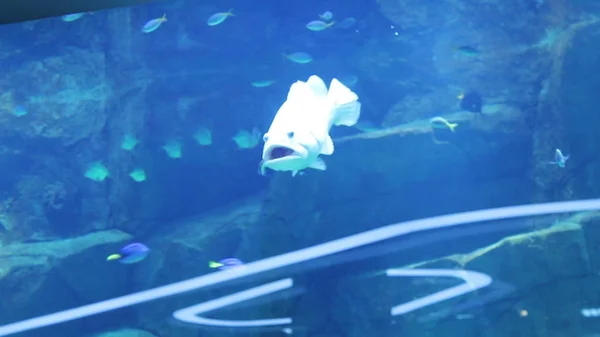Stor Fisk Som Svømmer Stort Akvarium – stockfoto