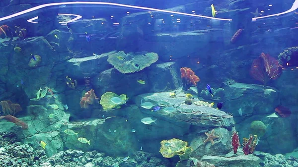 Acquario Con Una Grande Quantità Pesci Tropicali Grandi Piccoli Pesce — Foto Stock