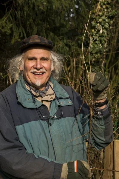 Pensionista Jardinería Sigue Disfrutando Una Planta Alta Con Raíz — Foto de Stock