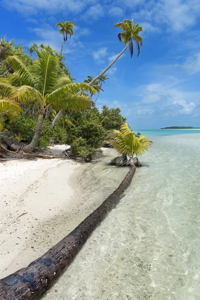 Bir Ayağının Üzerinde Palmiye Ağaçları Aitutaki Adası Aşçı Adaları Okyanus — Stok fotoğraf