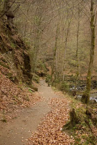 Weg Een Wildernis Klause Met Groen Bruine Kleur Het Voorjaar — Stockfoto