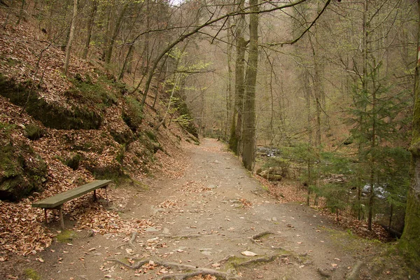 Chemin Dans Une Nature Sauvage Klause Avec Couleur Vert Brun — Photo