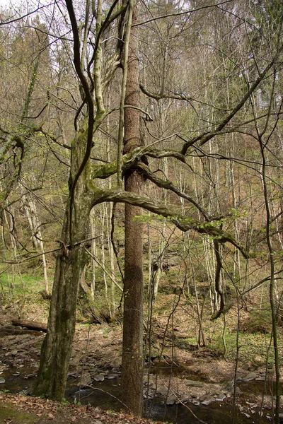 Alberi Una Foresta Stiria — Foto Stock