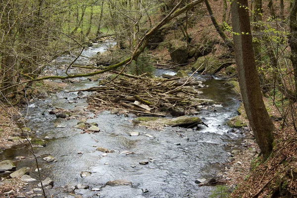 Небольшая Река Между Скалами Лесу Стирии — стоковое фото