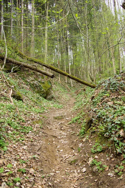 Fortified Hiking Path Forest Styria — Stock Photo, Image