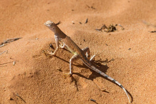 Eine Eidechse Sitzt Sand — Stockfoto