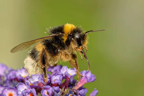 Bumblebee Butterfly Limbs — Stock Photo, Image