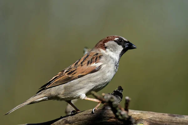 Huismus Een Tak — Stockfoto