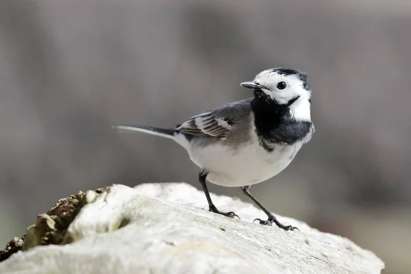 Wagtail Pařezu Stromu — Stock fotografie