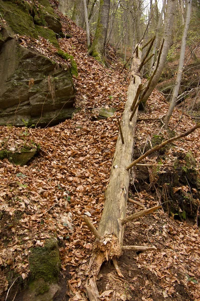 Morscher Styria Bir Ormanda Düştü — Stok fotoğraf