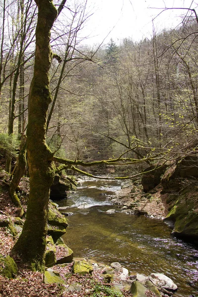 Styria Daki Bir Ormanda Kayaların Arasında Küçük Bir Nehir — Stok fotoğraf