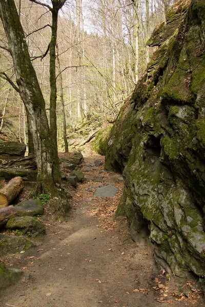 Trilha Caminhada Fortificada Uma Floresta Estiria — Fotografia de Stock