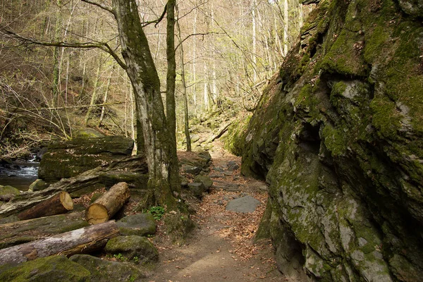 Sentier Randonnée Fortifié Dans Une Forêt Styrie — Photo