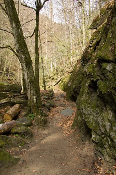 Trilha Fortificada Uma Floresta Estilo — Fotografia de Stock