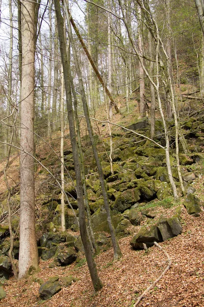 Δέντρα Βράχους Δάσος Στην Στυρία — Φωτογραφία Αρχείου