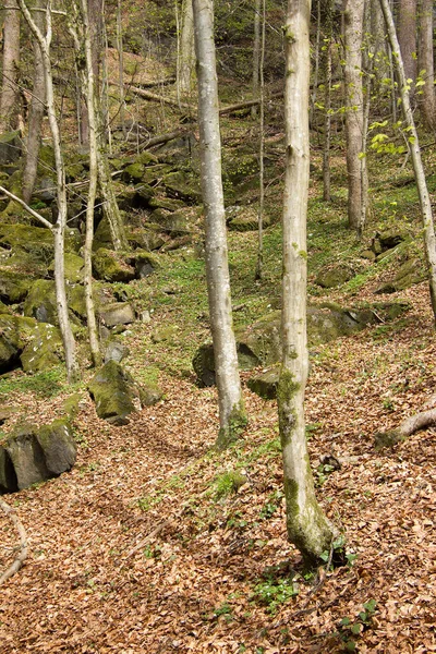 Styria Bir Ormanda Kayalıklardaki Ağaçlar — Stok fotoğraf