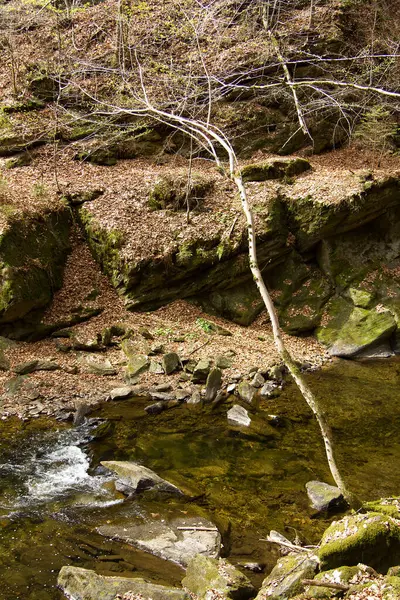 Pequeno Rio Entre Rochas Uma Floresta Styria — Fotografia de Stock