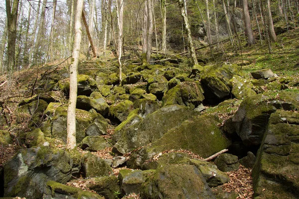 Arbres Sur Des Rochers Dans Une Forêt Style — Photo