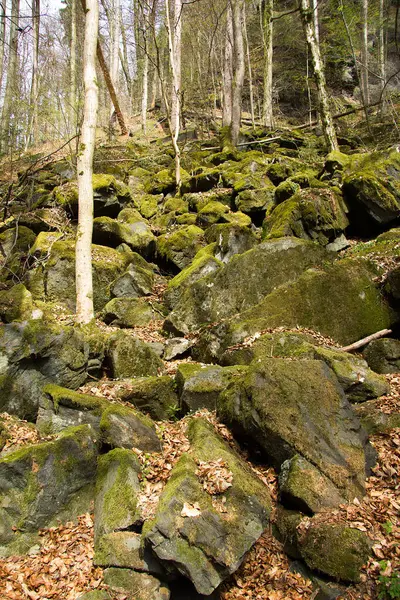 Bomen Rotsen Een Bos Stiermarken — Stockfoto