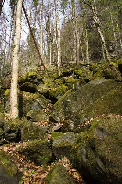 Árvores Rochas Uma Floresta Estiria — Fotografia de Stock