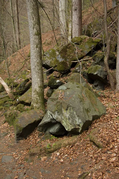 Alberi Rocce Una Foresta Stiria — Foto Stock