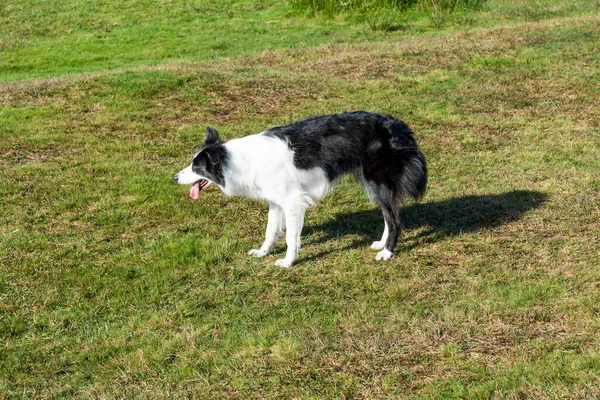 Collie Frontière Chien Domestique Race Pure Animal Compagnie — Photo