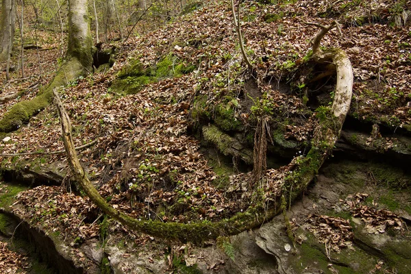 Krumm Καλλιεργούνται Δέντρο Ένα Δάσος Στην Στυρία — Φωτογραφία Αρχείου