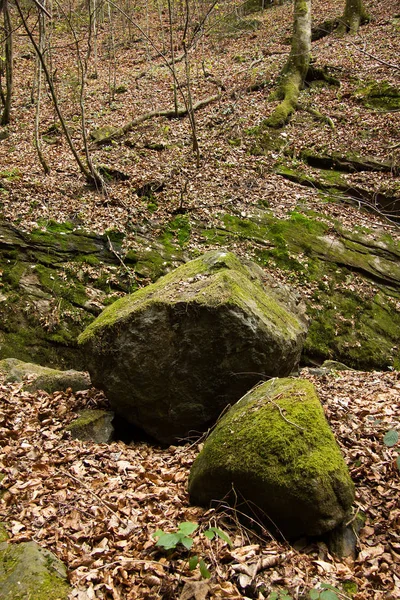 Roccia Una Foresta Stiria — Foto Stock