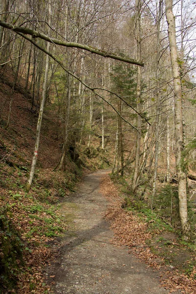 Styria Bir Ormanda Güçlendirilmiş Yürüyüş Yolu — Stok fotoğraf