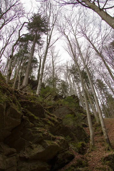 花柱森林里岩石上的树 — 图库照片