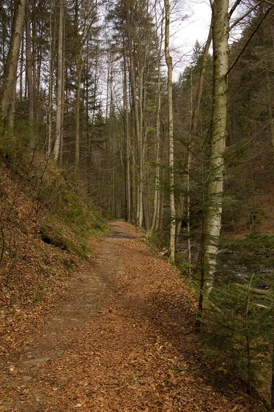 Befestigter Wanderweg Wald Der Steiermark — Stockfoto