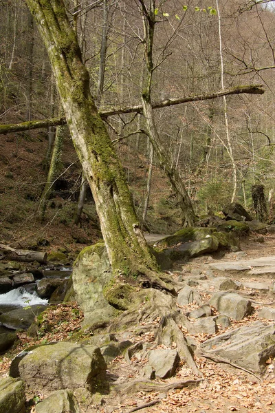 Bomen Rotsen Een Bos Stiermarken — Stockfoto