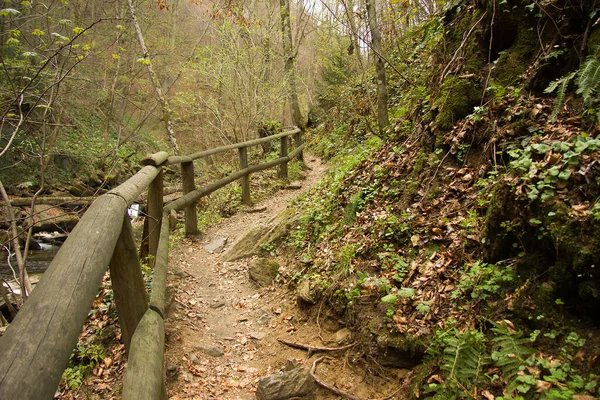 Sentiero Escursionistico Fortificato Una Foresta Stiria — Foto Stock