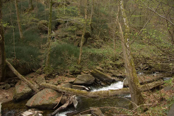 Pequeno Rio Entre Rochas Uma Floresta Styria — Fotografia de Stock