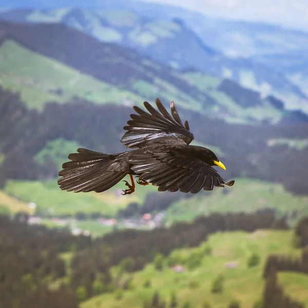 Zicht Prachtige Vogel Natuur — Stockfoto
