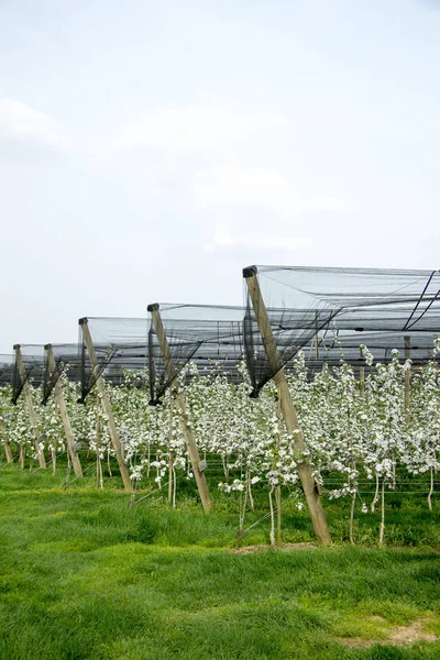Bloeiende Appelbomen Van Een Fruitplantage Met Hagelnetten Stiermarken — Stockfoto