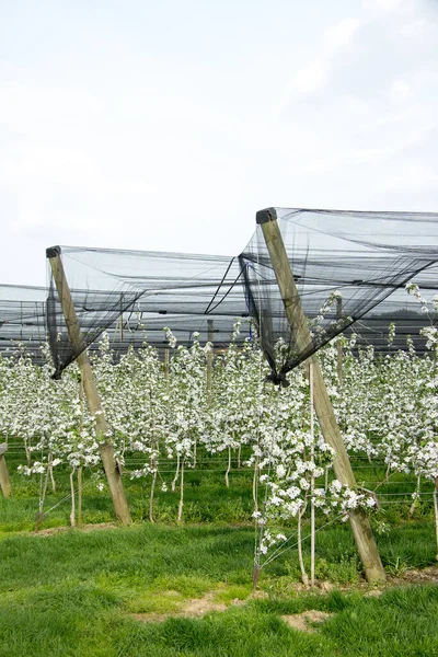 Blommande Äppelträd Fruktträdgård Med Hagelnät Stiria — Stockfoto