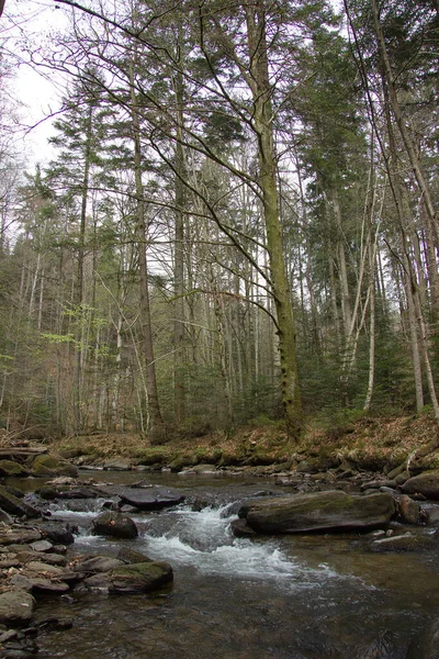 Petite Rivière Entre Les Rochers Dans Une Forêt Styrie — Photo